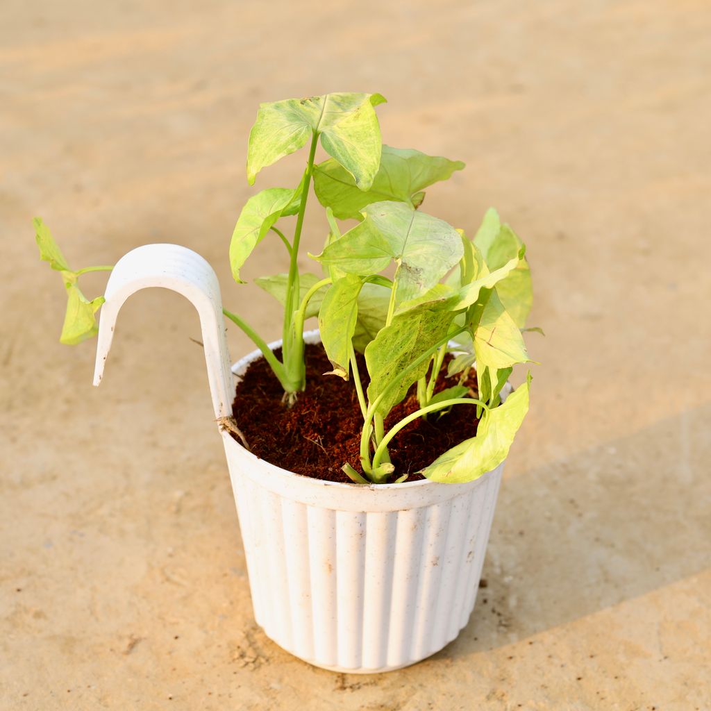 Syngonium Yellow in 7 Inch White Railing Single Hook Hanging Plastic Pot