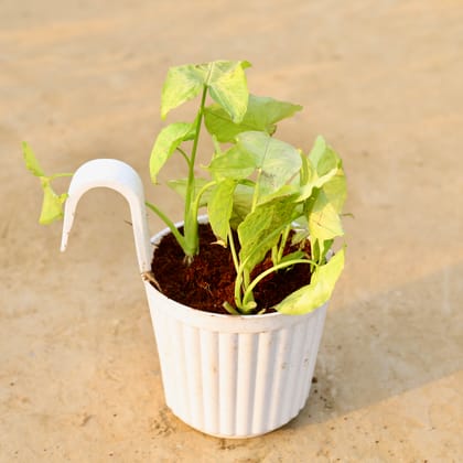 Buy Syngonium Yellow in 7 Inch White Railing Single Hook Hanging Plastic Pot Online | Urvann.com