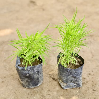 Buy Set of 2 - Kochia in 4 Inch Nursery bag Online | Urvann.com