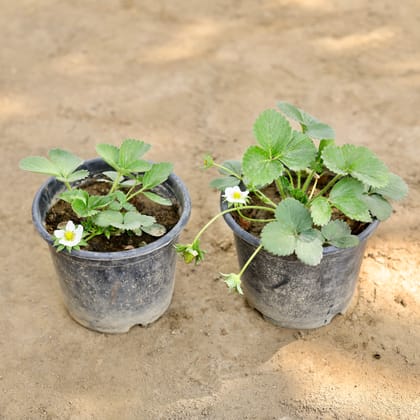 Buy Set of 2 - Strawberry in 6 Inch Nursery Pot Online | Urvann.com