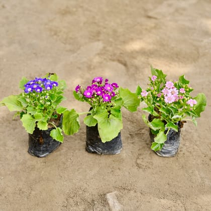 Buy Set of 3 - Cineneria in 4 Inch Nursery bag Online | Urvann.com