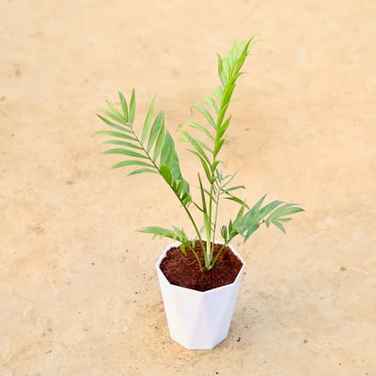 Buy Chameadorea Palm in 6 Inch Marble White Premium Diamanti Plastic Pot Online | Urvann.com