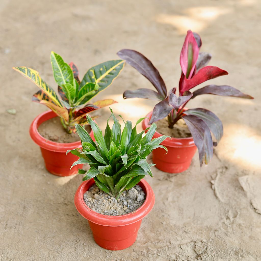 Set of 3 - Dracaena Compacta, Dracaena Rosea, Croton in 6 Inch Classy Red Plastic Pot