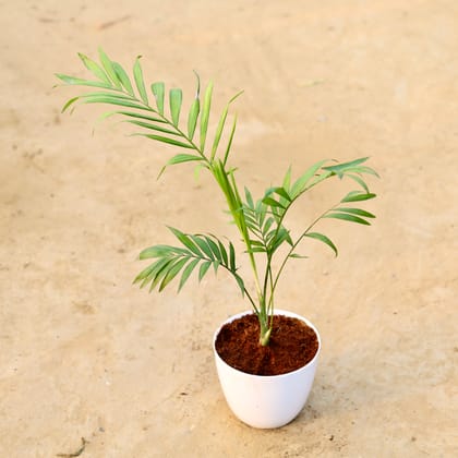 Buy Chameadorea Palm in 6 Inch White Premium Orchid Round Plastic Pot Online | Urvann.com