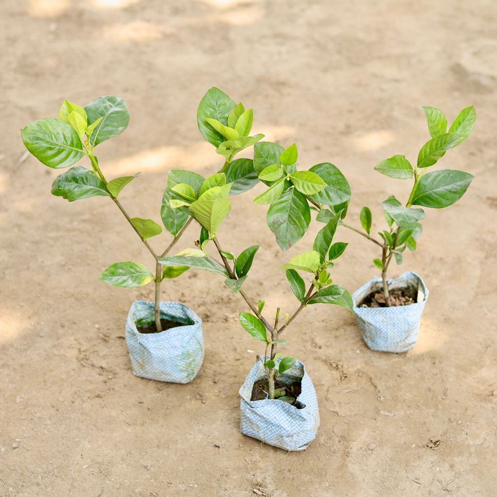 Set of 3 - Gandhraaj / Gardenia (Any Colour) in 4 Inch Nursery bag