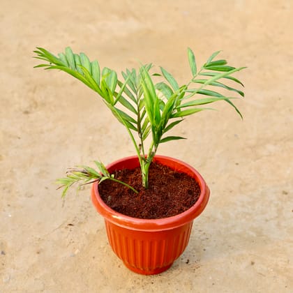 Buy Chameadorea Palm in 8 Inch Terracotta Red Olive Plastic Pot Online | Urvann.com