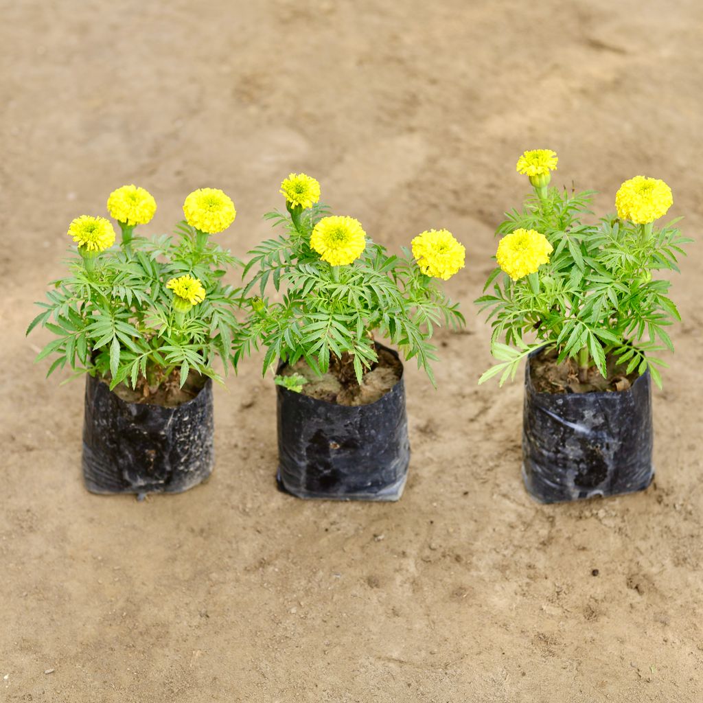 Set of 3 - Marigold (Any Colour) in 4 Inch Nursery bag