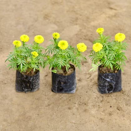 Buy Set of 3 - Marigold (Any Colour) in 4 Inch Nursery bag Online | Urvann.com