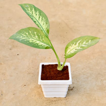 Buy Dieffenbachia Seguine  in 6 Inch White Marble Premium Orchid Square Plastic Pot Online | Urvann.com