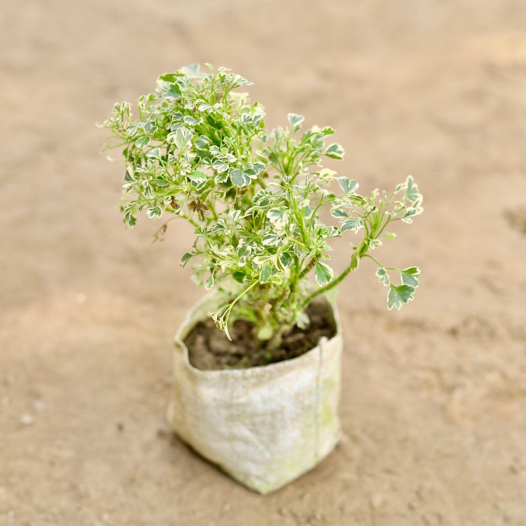 Aralia White in 4 Inch Nursery bag