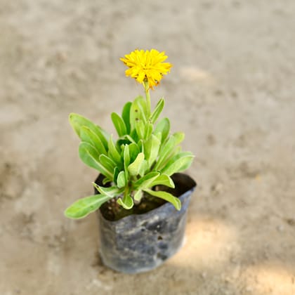 Buy Calendula (Any Colour) in 4 Inch Nursery bag Online | Urvann.com