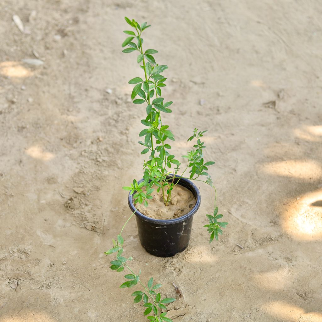 Chameli (Any Colour) in 6 Inch Nursery Pot