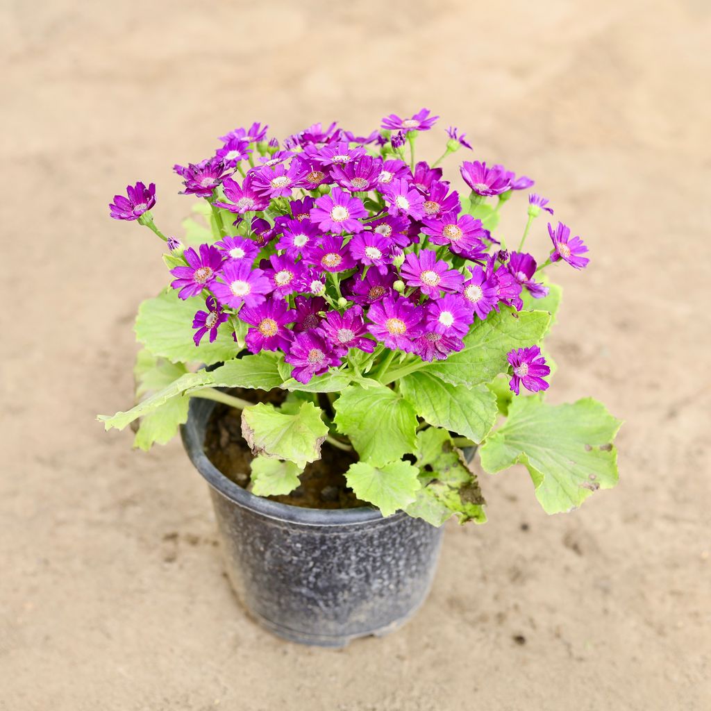 Cineneria in 6 Inch Nursery Pot