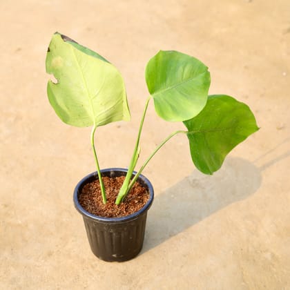 Buy Monstera Deliciosa  in 6 Inch Black Super Nursery Pot Online | Urvann.com