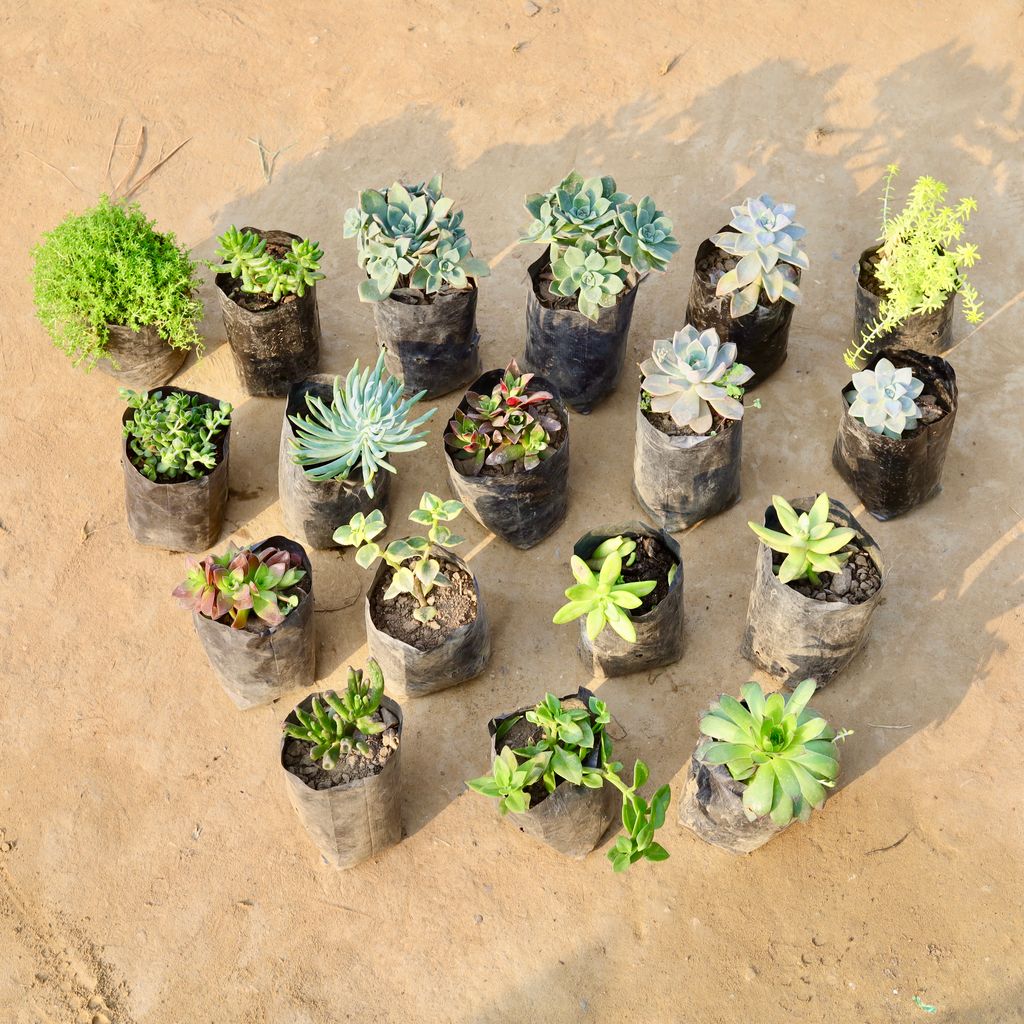 Set of 7 - Assorted Succulents in 3 inch Nursery Bag