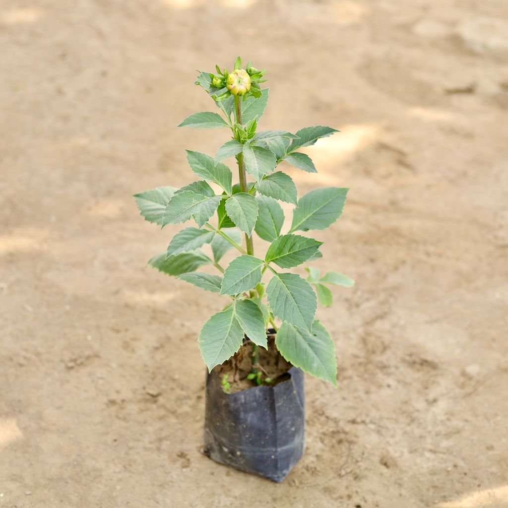 Dahlia (Any Colour) in 7 Inch Nursery bag