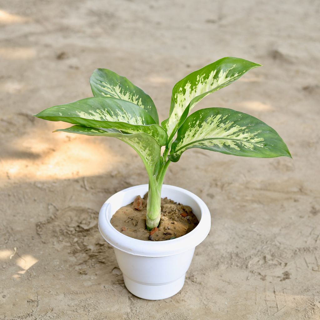 Dieffenbachia in 8 Inch Classy White Plastic Pot