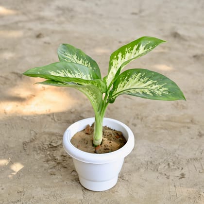 Buy Dieffenbachia in 8 Inch Classy White Plastic Pot Online | Urvann.com