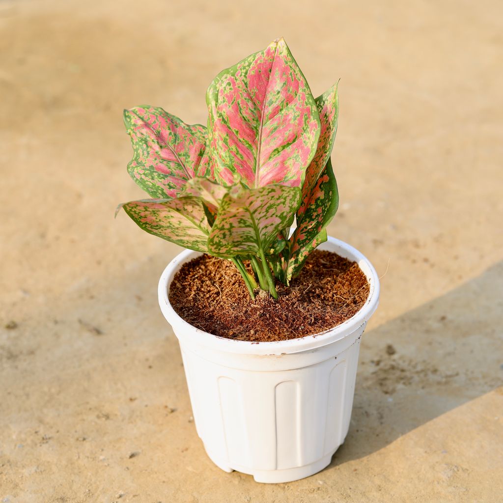 Aglaonema Pink Dalmatian in 6 Inch White Super Nursery Pot