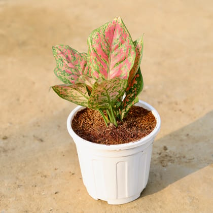 Buy Aglaonema Pink Dalmatian in 6 Inch White Super Nursery Pot Online | Urvann.com