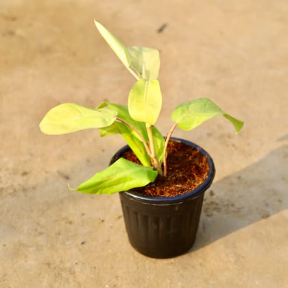 Buy Philodendron MoonShine in 6 Inch Black Super Nursery Pot Online | Urvann.com