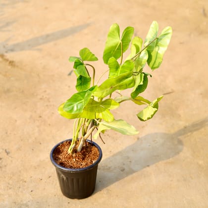 Buy Alocasia Green Paradise in 6 Inch Black Super Nursery Pot Online | Urvann.com