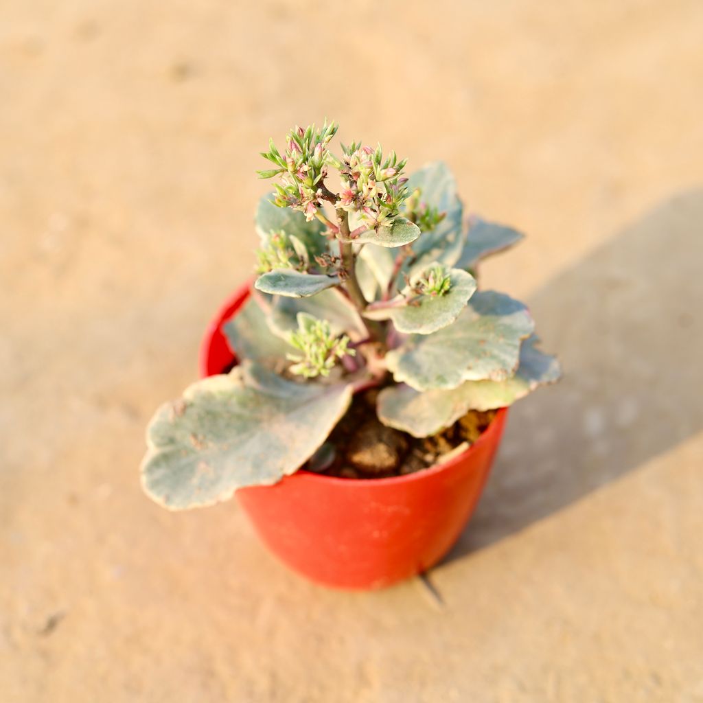 Kalanchoe Vareigated in 4 Inch Red Premium Orchid Round Plastic Pot