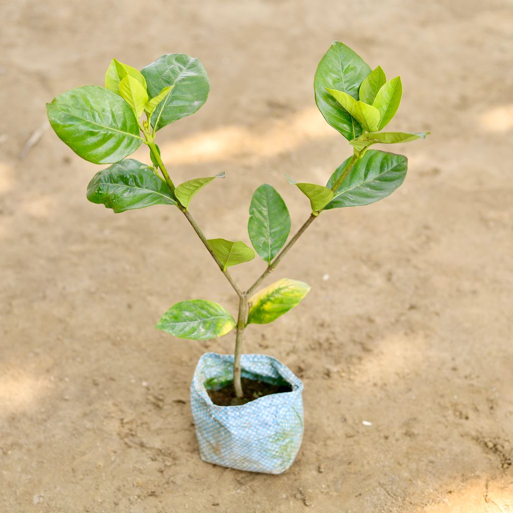 Gandhraaj / Gardenia (Any Colour) in 4 Inch Nursery bag