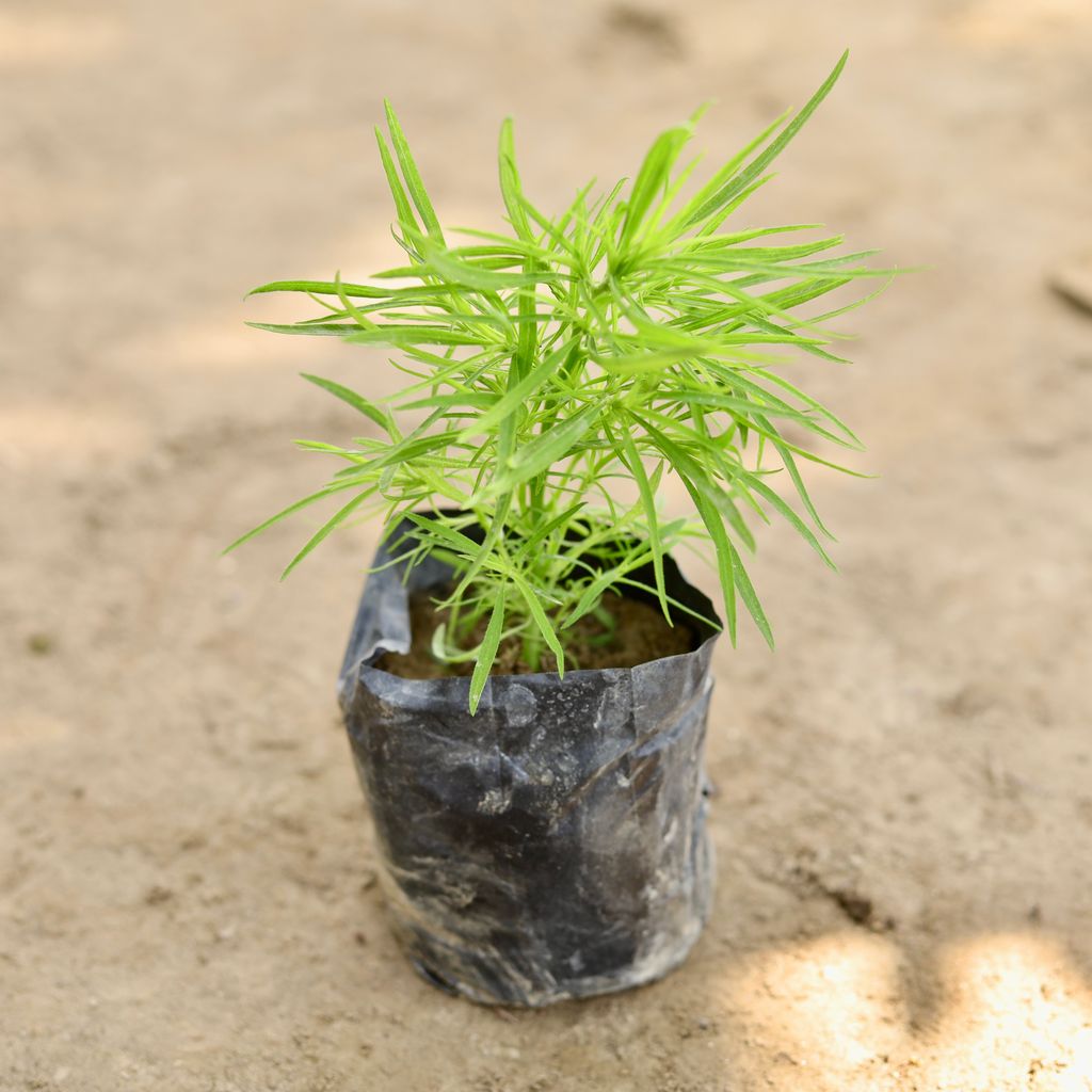 Kochia in 4 Inch Nursery bag