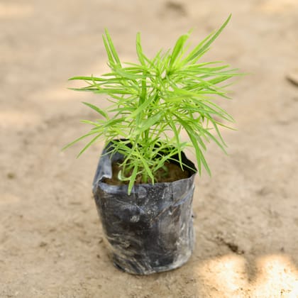 Buy Kochia in 4 Inch Nursery bag Online | Urvann.com