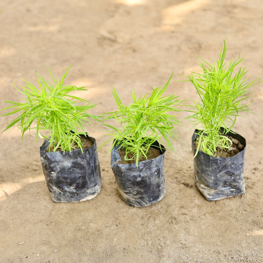 Set of 3 - Kochia in 4 Inch Nursery bag