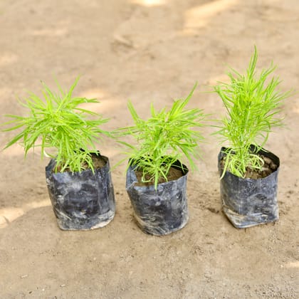 Buy Set of 3 - Kochia in 4 Inch Nursery bag Online | Urvann.com