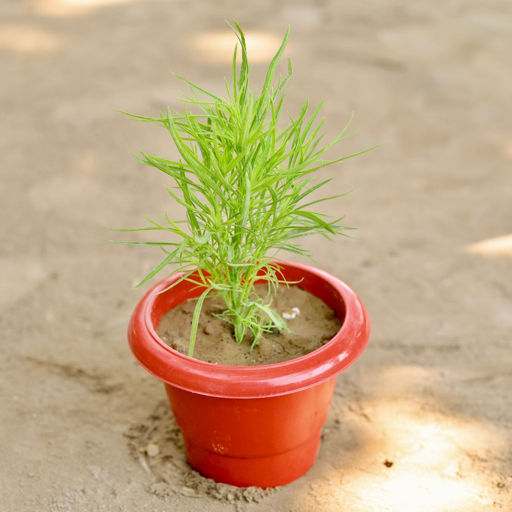 Kochia in 6 Inch Classy Red Plastic Pot