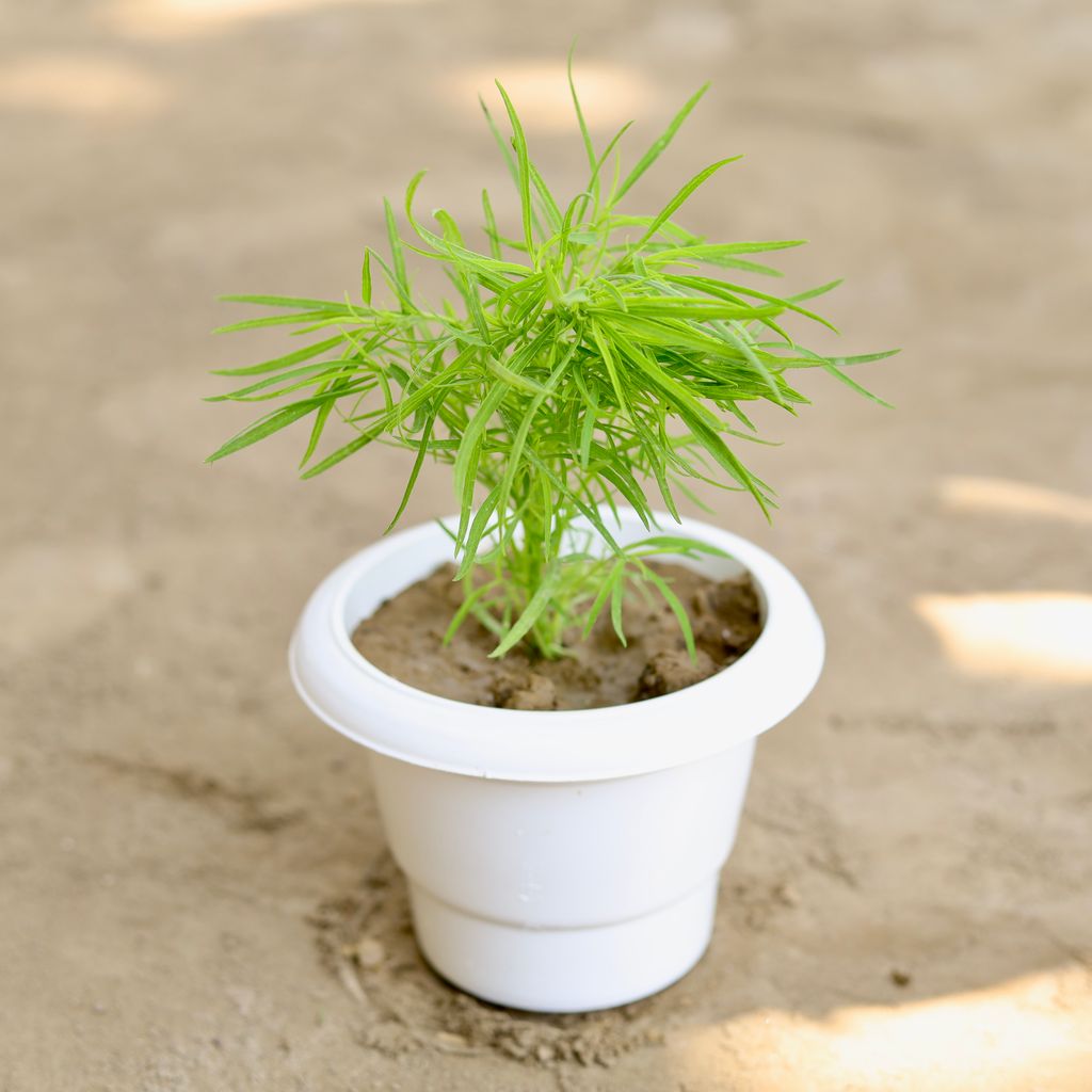 Kochia in 6 Inch Classy White Plastic Pot