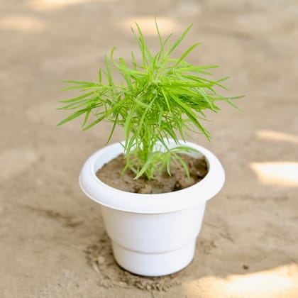 Buy Kochia in 6 Inch Classy White Plastic Pot Online | Urvann.com