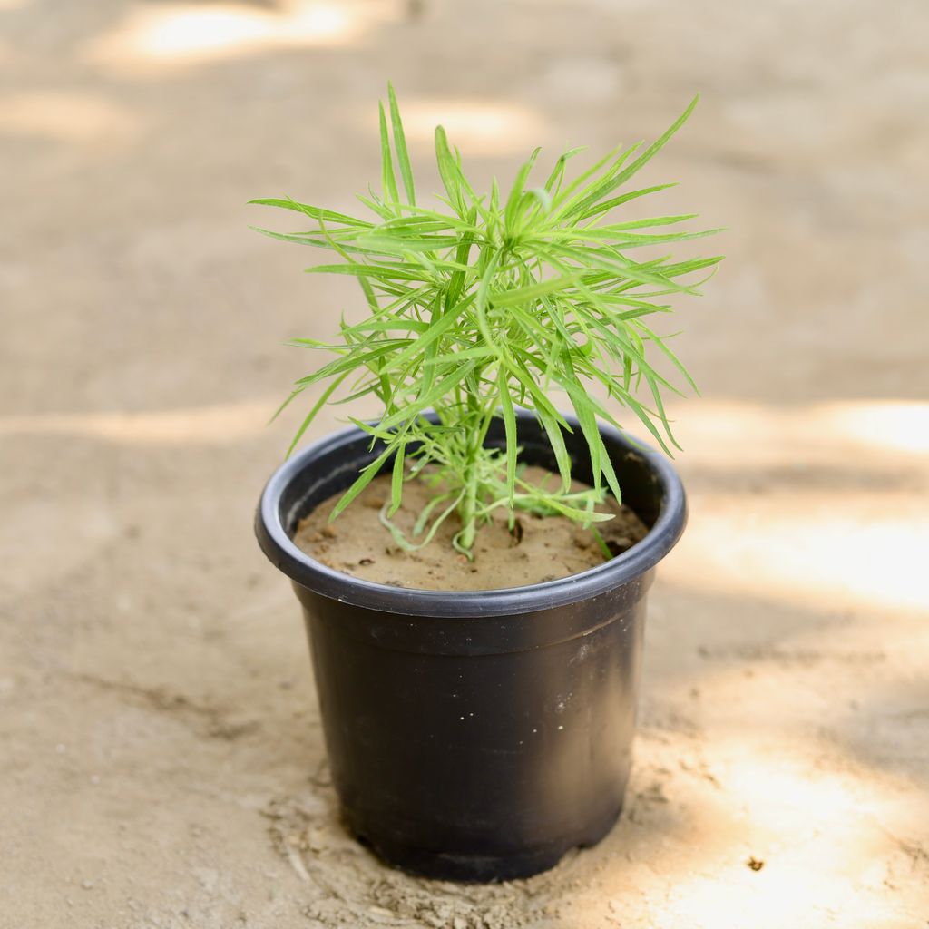 Kochia in 6 Inch Nursery Pot