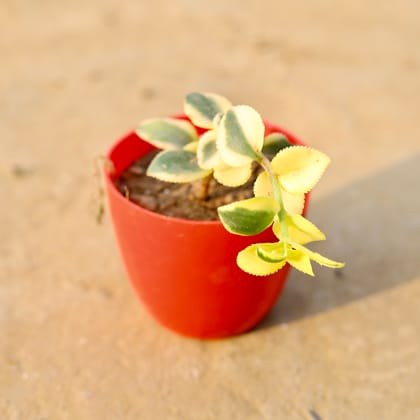 Buy Crassula Sarmentosa in 4 Inch Red Premium Orchid Round Plastic Pot Online | Urvann.com