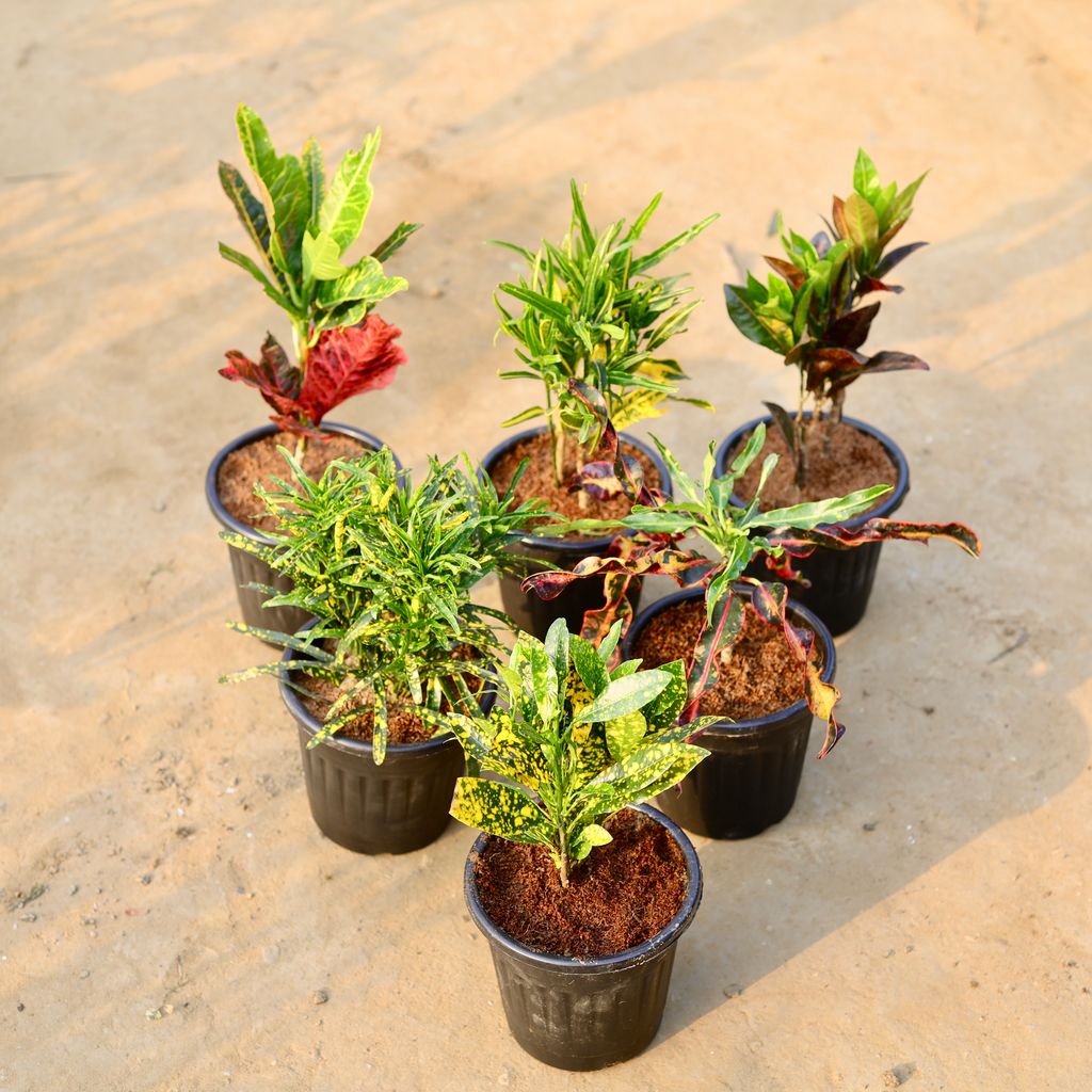 Set of 6 - Crotons (Croton Oakleaf, Sunnystar, Petra Red, Chironji Croton, Deadlocks & Baby) in 6 Inch Black Super Nursery Pot