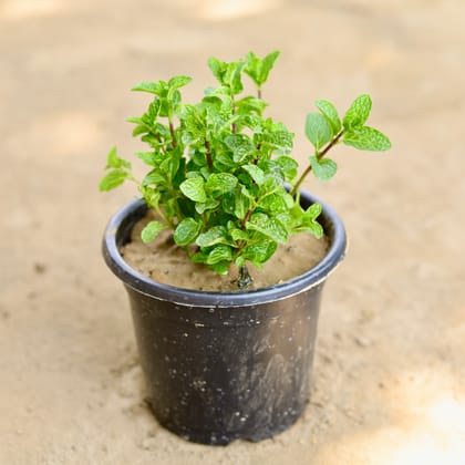 Buy Mint / Pudina in 6 Inch Nursery Pot Online | Urvann.com