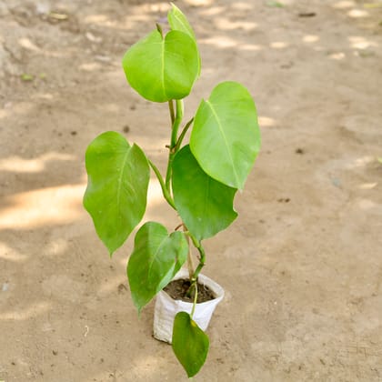 Buy Monstera Plant in 6 Inch Nursery bag Online | Urvann.com