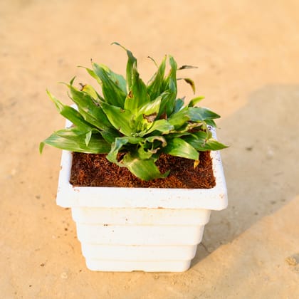 Buy Dracaena Compacta in 6 Inch White Marble Premium Orchid Square Plastic Pot Online | Urvann.com