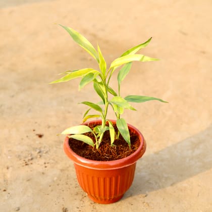 Buy Golden Lucky Bamboo in 8 Inch Terracotta Red Olive Plastic Pot Online | Urvann.com