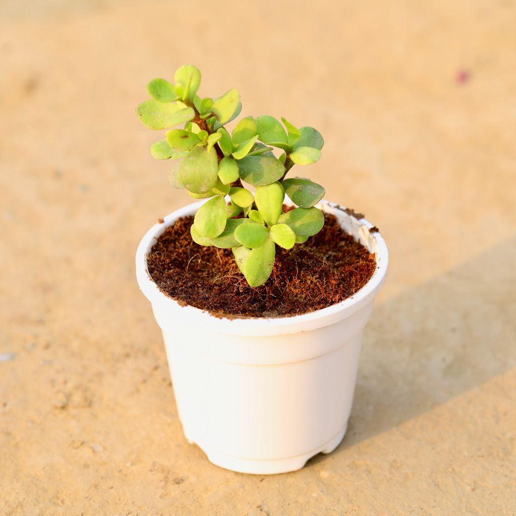 Bangalorey Jade in 4 Inch White Nursery Pot