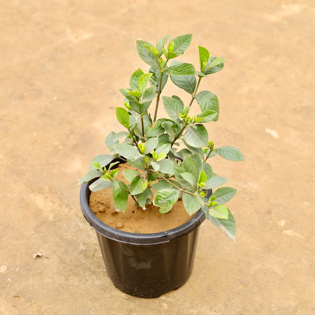 Gandhraaj / Gardenia in 8 Inch Nursery Pot