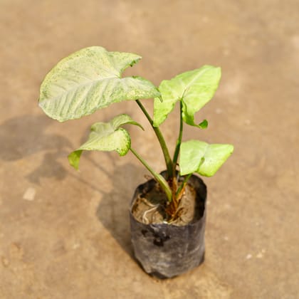 Buy Syngonium Green in 4 Inch Nursery bag | Urvann.com