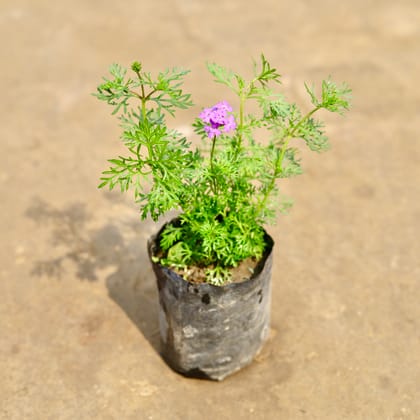 Buy Verbena (Any Colour) in 4 Inch Nursery bag | Urvann.com