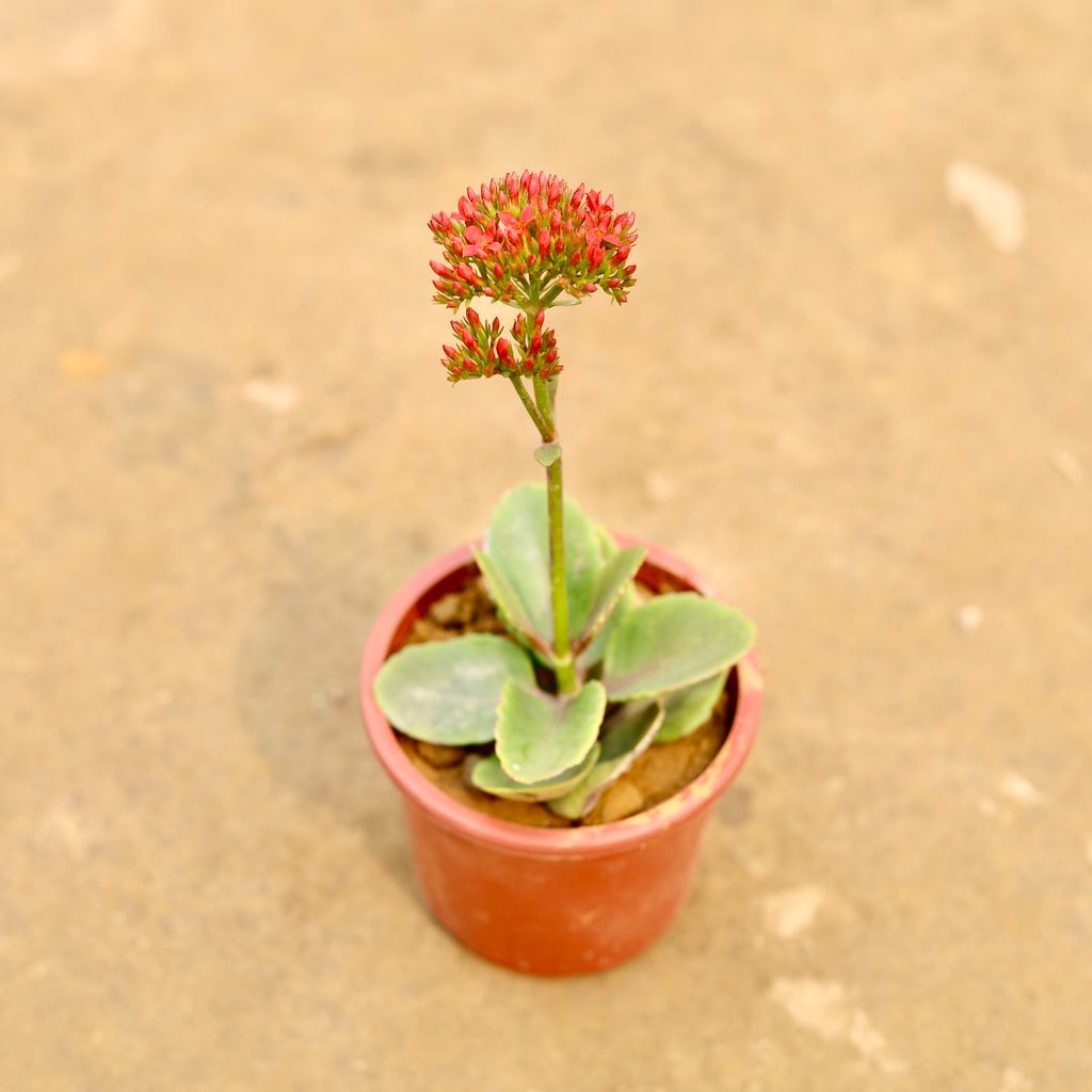 Kalanchoe Succulent (Any Colour) in 4 Inch Nursery Pot