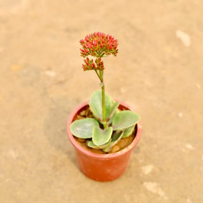 Buy Kalanchoe Succulent (Any Colour) in 4 Inch Nursery Pot | Urvann.com