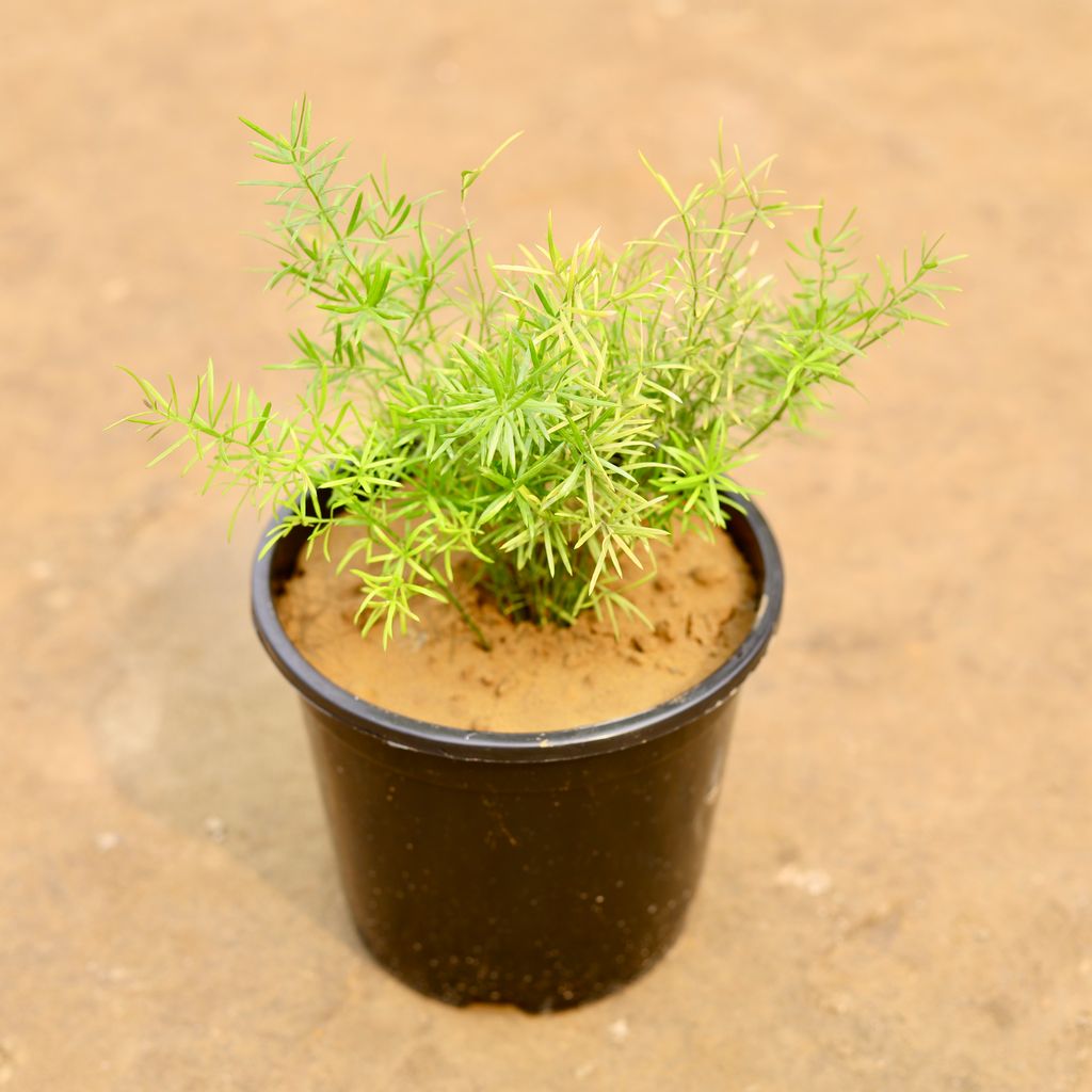 Asparagus in 6 Inch Nursery Pot