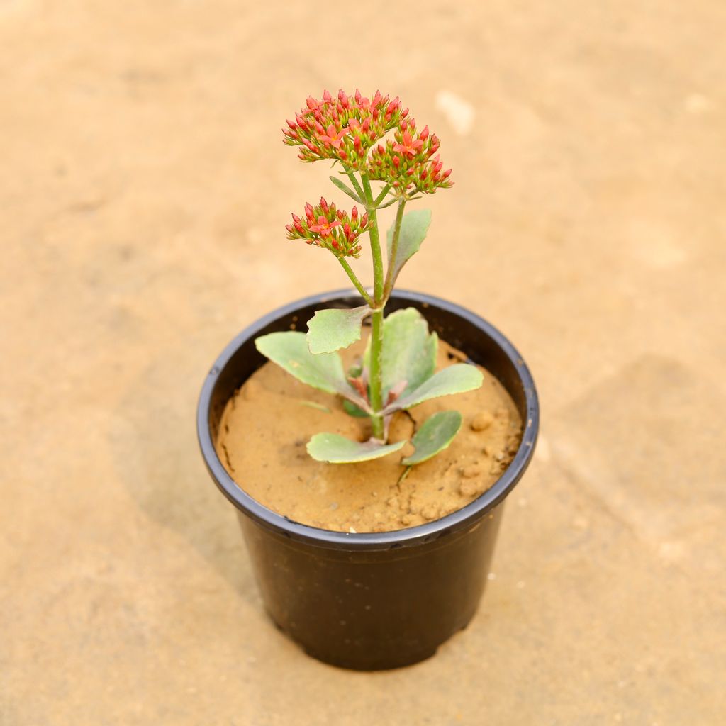 Kalanchoe Succulent (Any Colour) in 6 Inch Nursery Pot